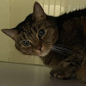 Abby -  Domestic Short Hair Cat for Adoption in Walden, New York - Abby | PetCurious