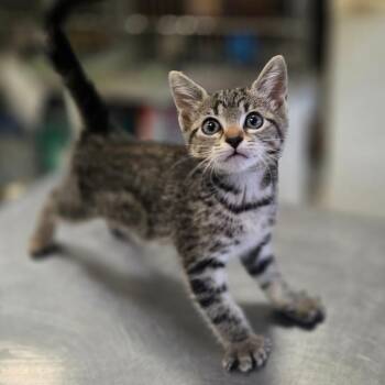 Domestic Short Hair Cats Available for Adoption in Houston, Texas - Dance Mom | PetCurious