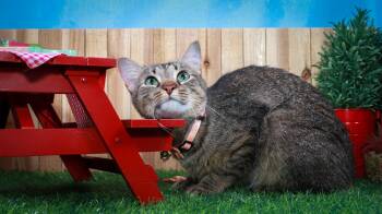 Bella & Tortina -  Tabby and American Bobtail Cat for Adoption in Lucas, Texas - Bella & Tortina | PetCurious