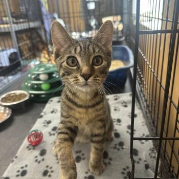 Ricky -  Domestic Short Hair Cat for Adoption in Pleasantville, New Jersey - Ricky | PetCurious