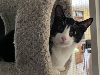 Rescue Tuxedo Cats for Adoption in Prescott, Arizona - Harvey | PetCurious
