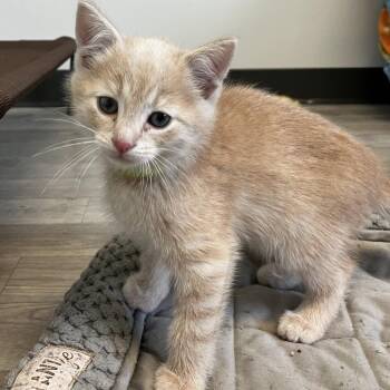 Domestic Short Hair Cats Available for Adoption in Uniontown, Pennsylvania - Alpine | PetCurious