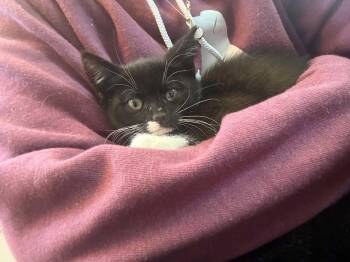 BARBIE -  Domestic Short Hair Cat for Adoption in Holbrook, New York - BARBIE | PetCurious
