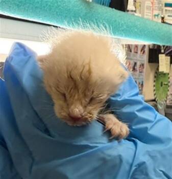 JOJO -  Domestic Short Hair Cat for Adoption in Riverside, California - JOJO | PetCurious