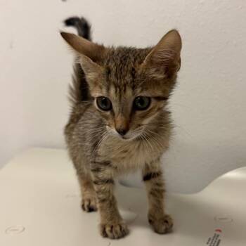 Perry -  Domestic Short Hair Cat for Adoption in Edinburg, Texas - Perry | PetCurious