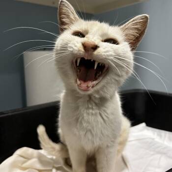 Marlowe -  Domestic Short Hair Cat for Adoption in Chattanooga, Tennessee - Marlowe | PetCurious