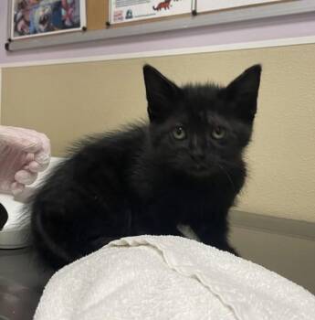 Domestic Short Hair Cats Available for Adoption in Vancouver, Washington - Ephiné | PetCurious