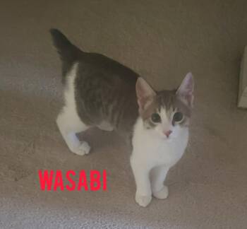 Wasabi -  Domestic Short Hair Cat for Adoption in Shrewsbury, Massachusetts - Wasabi | PetCurious