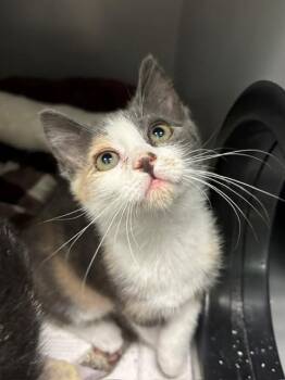 PEANUT -  Domestic Short Hair Cat for Adoption in Leesburg, Virginia - PEANUT | PetCurious