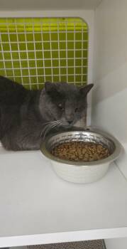 Rescue Domestic Short Hair Cats for Adoption in East Orange, New Jersey - Clifford | PetCurious