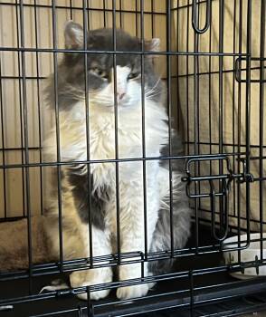 Rescue Domestic Long Hair Cats for Adoption in North Bergen, New Jersey - Big Jake | PetCurious