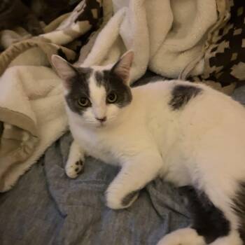 Gracie -  American Shorthair Cat for Adoption in El Mirage, Arizona - Gracie | PetCurious