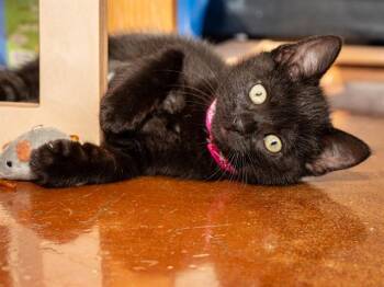 Rescue Domestic Short Hair Cats for Adoption in Santa Clara, California - FLORA | PetCurious