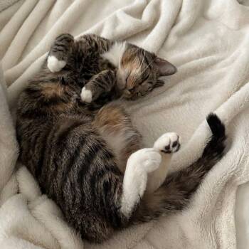 Bebe -  Domestic Short Hair Cat for Adoption in Westhampton, New York - Bebe | PetCurious