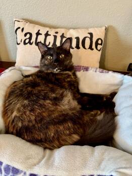 Muffin -  Tortoiseshell Cat for Adoption in Fort Worth, Texas - Muffin | PetCurious