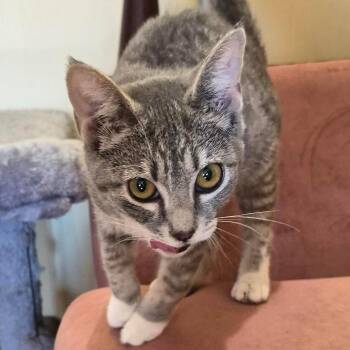 Ricotta -  Domestic Short Hair Cat for Adoption in Stuart, Virginia - Ricotta | PetCurious