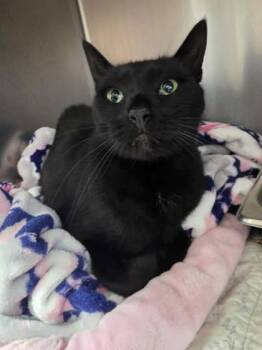 Rescue Domestic Short Hair Cats for Adoption in Sullivan, Indiana - Gene | PetCurious