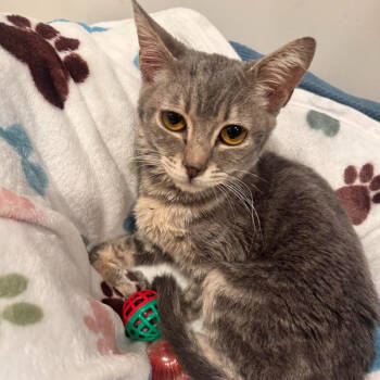 Rescue Domestic Short Hair Cats for Adoption in Brea, California - Cherries | PetCurious
