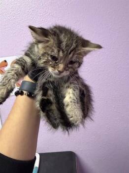 Domestic Short Hair Cats Available for Adoption in El Paso, Texas - Rompope | PetCurious