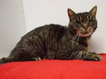 Domestic Short Hair Cats Available for Adoption in Sacramento, California - BIRDIE | PetCurious