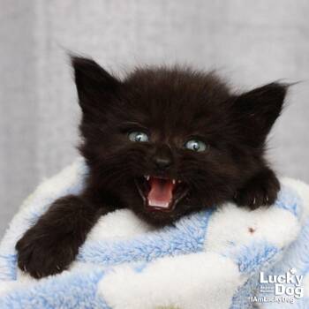 Domestic Short Hair Cats Available for Adoption in Washington, District Of Columbia - Gertie | PetCurious