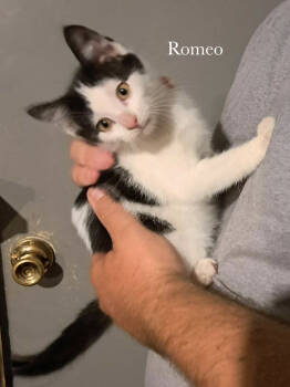 Rescue Domestic Short Hair and Tuxedo Cats for Adoption in Morehead, Kentucky - Romeo | PetCurious