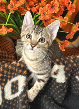 2/18/26 Isabel -  Domestic Short Hair Cat Available for Adoption in Stillwater, Oklahoma - 2/18/26 Isabel | PetCurious