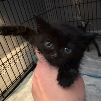 Rhubarb -  Domestic Short Hair Cat for Adoption in Johnstown, Pennsylvania - Rhubarb | PetCurious