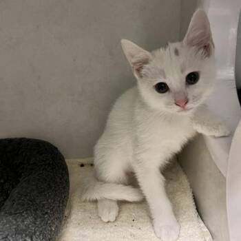Jelly Bean -  Domestic Short Hair Cat for Adoption in Dayton, Ohio - Jelly Bean | PetCurious