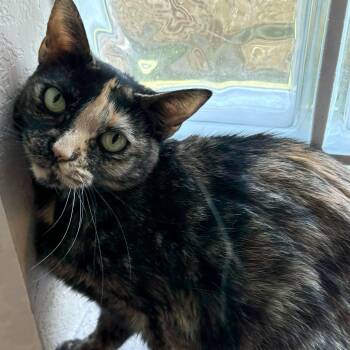 Trina -  Domestic Short Hair Cat for Adoption in Liverpool, Texas - Trina | PetCurious