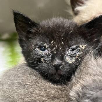 Domestic Short Hair Cats Available for Adoption in Yuma, Arizona - Mazapan | PetCurious