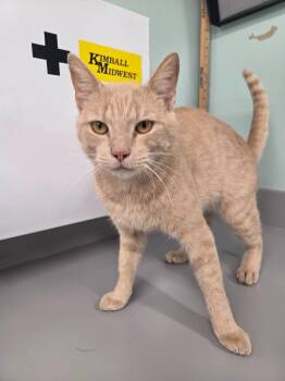 Brunswick -  Domestic Short Hair Cat for Adoption in Athens, Tennessee - Brunswick | PetCurious