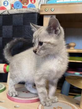 Domestic Short Hair Cats Available for Adoption in Fruit Heights, Utah - Wolf | PetCurious