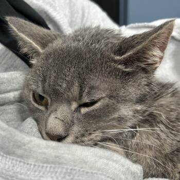 Gracie -  Domestic Short Hair Cat for Adoption in Newark, New Jersey - Gracie | PetCurious