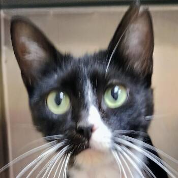 Mrs. Whiskerpips -  Domestic Short Hair Cat for Adoption in Palestine, Texas - Mrs. Whiskerpips | PetCurious