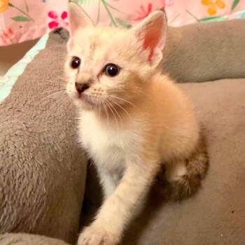 Annie -  Siamese and Domestic Short Hair Cat for Adoption in New Braunfels, Texas - Annie | PetCurious