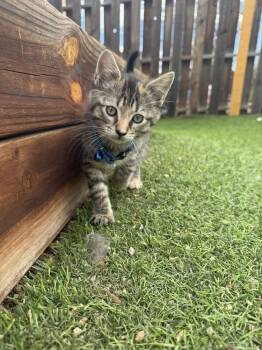 Domestic Short Hair Cats Available for Adoption in Colorado Springs, Colorado - Chipmunk | PetCurious