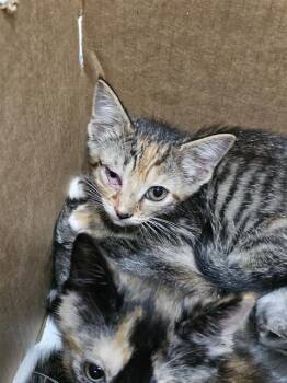 CAPPUCCINO -  Domestic Short Hair Cat Available for Adoption in Dallas, Texas - CAPPUCCINO | PetCurious