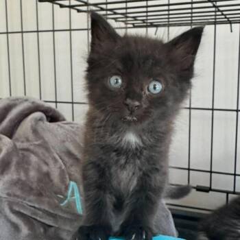 Binx -  Domestic Long Hair Cat for Adoption in Fort Payne, Alabama - Binx | PetCurious