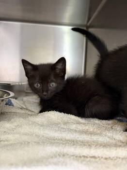 Domestic Short Hair Cats Available for Adoption in Mobile, Alabama - Thing 2 | PetCurious