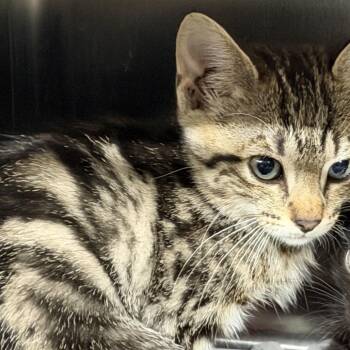 Domestic Short Hair Cats Available for Adoption in Pauls Valley, Oklahoma - Ms .Dean | PetCurious