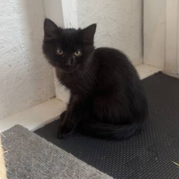 Rescue Domestic Medium Hair Cats for Adoption in Santa Rosa Beach, Florida - Spitty/Scout A25-243 | PetCurious