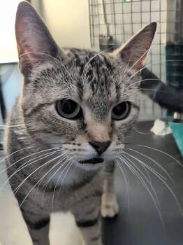 Twilight -  Domestic Short Hair Cat for Adoption in Spencerville, Ontario - Twilight | PetCurious