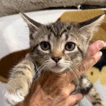 Ethel -  Domestic Short Hair Cat for Adoption in Blairsville, Georgia - Ethel | PetCurious