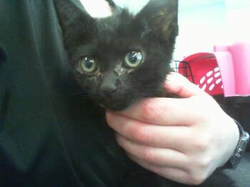 A1268010 -  Domestic Short Hair Cat for Adoption in Charlotte, North Carolina - A1268010 | PetCurious