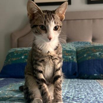 Rescue Domestic Short Hair Cats for Adoption in Ashland, Virginia - Hillary | PetCurious