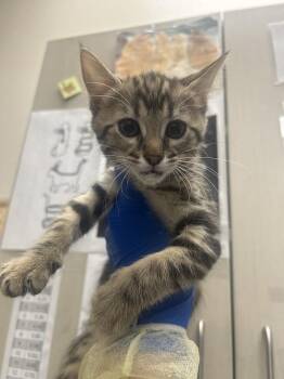 SNICKERS -  Domestic Short Hair Cat Available for Adoption in Las Vegas, Nevada - SNICKERS | PetCurious