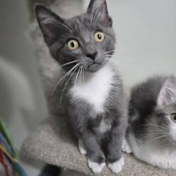 Domestic Medium Hair Cats Available for Adoption in Overland Park, Kansas - Gimbap | PetCurious