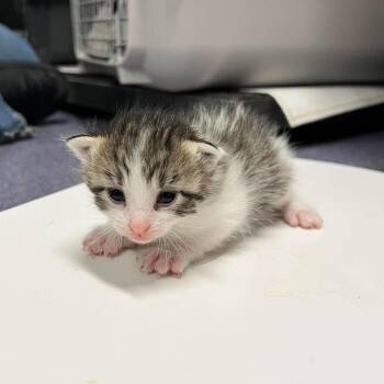 Bunny (Sissy_kit1) -  Domestic Short Hair Cat for Adoption in Edwardsville, Illinois - Bunny (Sissy_kit1) | PetCurious