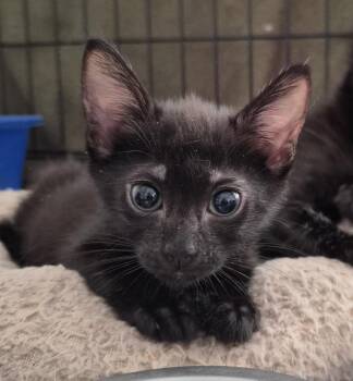 Mills -  Domestic Short Hair Cat for Adoption in Orlando, Florida - Mills | PetCurious